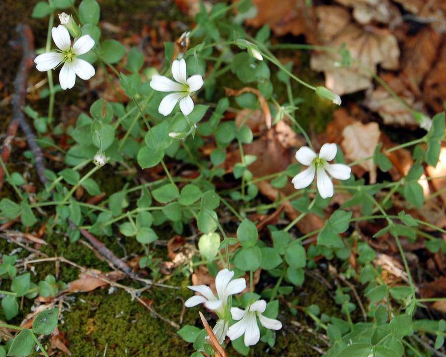 Fioriture magellensi